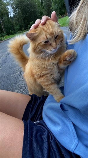 15M views · 713K reactions | When this couple found out their new home came with 16 feral cats, they got to work making them their own house. We talked to Emily about their latest project — watch what they created for the cats two years in! | The Dodo | Facebook