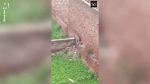 Leopard enters Indian town, mauling at least six people