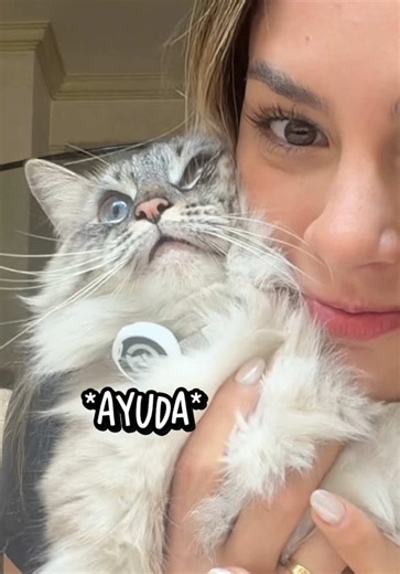 Dieta de Naya: ProPlan para gatos y mi proteína - ProPlan Purina