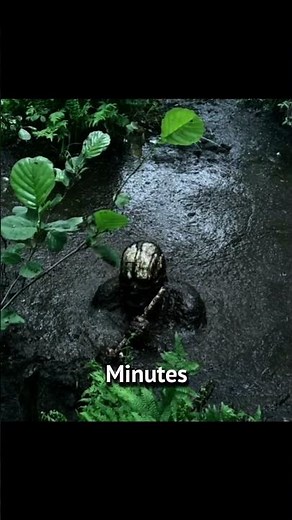 This Bog jump went horribly wrong