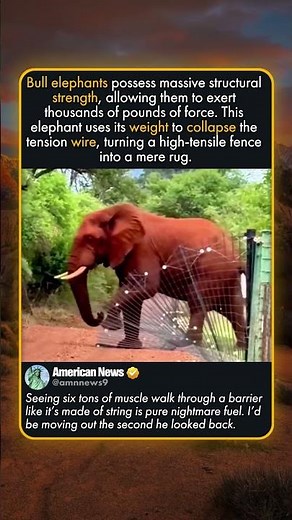 FENCES DONT STOP ELEPHANTS