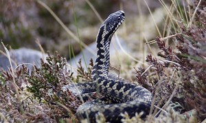 Adders: All you need to know about the UK's only venomous snake