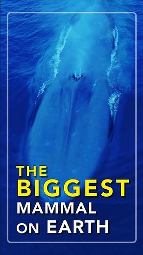 The Biggest Mammal On Earth
