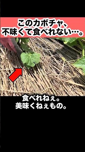 [Farming Beginner] Cucumber with Pumpkin Leaves!? Learning the Truth About Grafting | Rookie Farm...