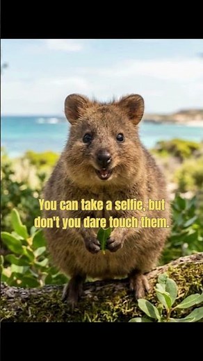 THE HAPPIEST ANIMAL ! (QUOKKA) #animals #wildlife #nature #quokka