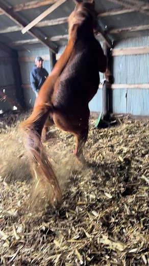 Another Sit Back Resist Halter in action‼️ “Chip pulls back unexpectedly sometimes. He pulled back with this halter and then instantly gave in and released. Normally with other halters he would pull until something would break, or flip himself over. I will be buying one of theses halters for every horse I have.” - Maci Ludwig. Thank you for the video! #leatherhalter #sitbackhalter #barrelracer #halter #customtack