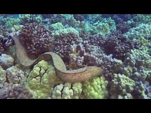 Moray Eel Eats Octopus