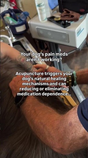 When pain meds don't work anymore for your pet, try this treatment...