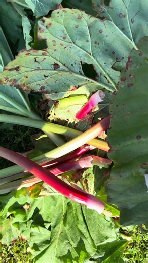 Rhubarb harvesting time #agriculturestudynetwork #rhubarb #creatorsearchinsights #1millionviews
