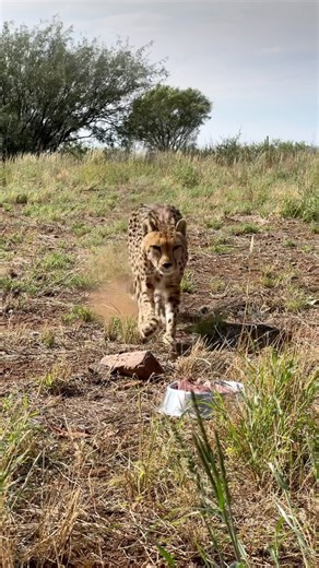 Cheetah can accelerate from 0 to 100 km per hour in just a few seconds, making them the fastest land animal on Earth. Additionally, during short bursts of speed, they can reach velocities of up to 110 km per hour. Visit our site for more information about: Volunteering at our project l An educational tour at our reserve l An adventure tour inside our 180 ha enclosure with free roaming lions 🦁 https://linktr.ee/felidae #felidae #felidaecentre #wildlife #nature #africananimals #southafrica #trave