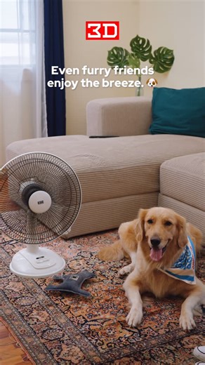 Cool comfort, made better. ❄️ 3D’s All-White Stand Fan & Desk Fan combine sleek design with powerful airflow, keeping you (and your fur babies!) feeling fresh all day! 🐾 🛒 Shop in-store or online! 🔗 Shopee: https://shopee.ph/3dhomeappliances 🔗 Lazada: https://www.lazada.com.ph/shop/3d-appliances-official-store | 3D Appliances