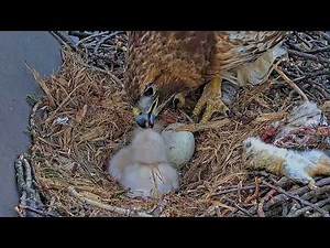 Big Red Feeds Two Downy Hatchlings Cornell Hawks Cam | May 5, 2026