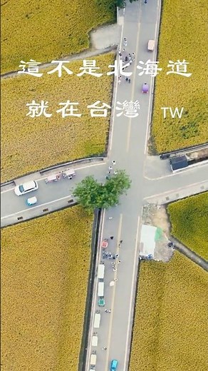 這裡不是北海道！ 其實就在台灣 🇹🇼 最美季節在池上 4K影像