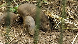 35 reactions · 17 shares | Pygmy hogs make sophisticated,...