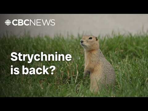 Why OK'ing gopher poison could spell disaster for other animals