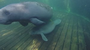 12K views · 258 reactions | Meet Molly, a member of our Manatee Rehabilitation Team, here to speak a little bit about our Manatees. Join Molly in celebrating #InternationalManateeDay! | ZooTampa at Lowry Park | Facebook