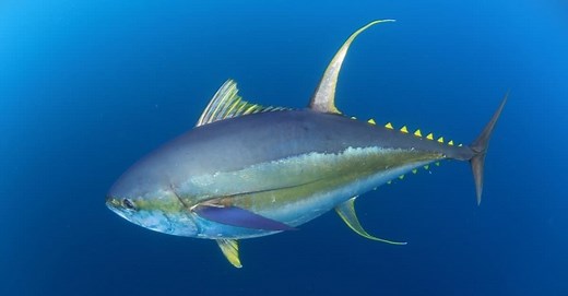 Ahi Tuna vs Yellowfin Tuna: What are the Differences?