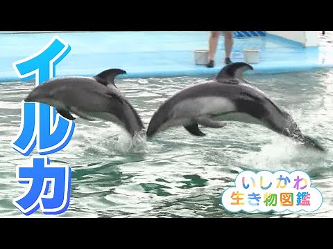 華麗にジャンプ！海の人気者『イルカ』のとじま水族館（いしかわ生き物図鑑 #8）