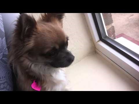 Chihuahua Barking - Play This To Your Dog And See What Happens