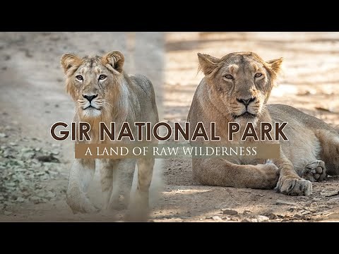 Gir National Park | A land of raw wilderness