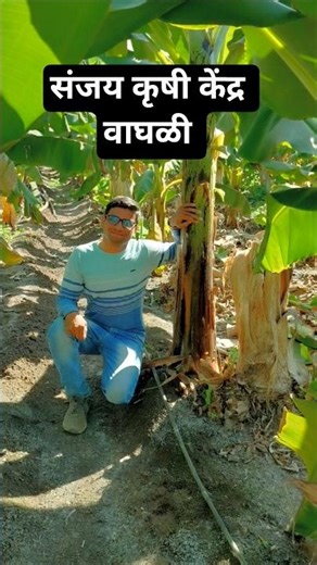 #केळीरोपलागवड #स्मार्टफार्मरओझर #संजयकृषीकेंद्रवाघळी #टरबूजलागवड #कलिंगडलागवड #polan #farming