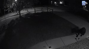 WOW! Check out this home security cam video from Johnson Creek. It shows a black bear strolling through a neighborhood early this morning. | WISN 12 NEWS