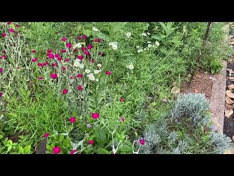 Plant Review, Rose campion, Lychnis coronaria