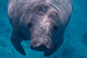 Dolphins and Manatees, One Hour Private Boat Tours — River Explorer Boat Tours