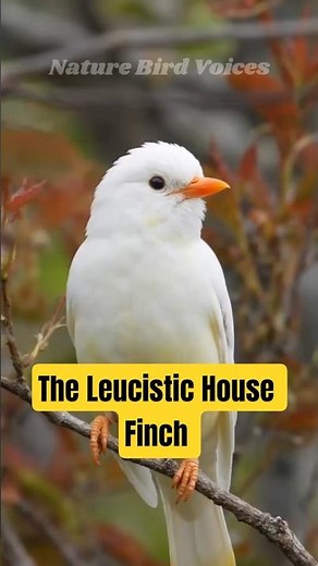 The Leucistic House Finch #birds #birdsong #birdsounds