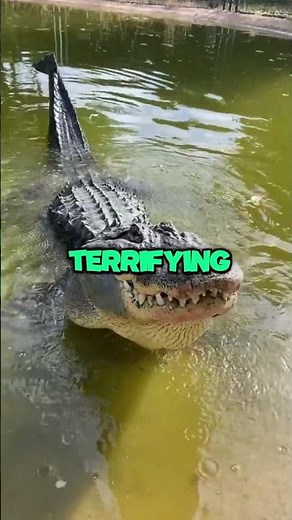 🐊 This Is What the INSIDE of a Crocodile’s Mouth Looks Like… TERRIFYING! 😱👀