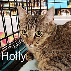 Wichita Falls, TX - Manx. Meet Holly a Pet for Adoption - AdoptaPet.com