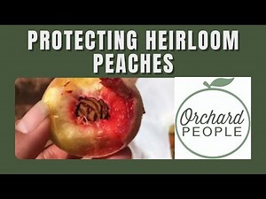 Native North American Peach Trees 🍑 🌳 | Orchard People