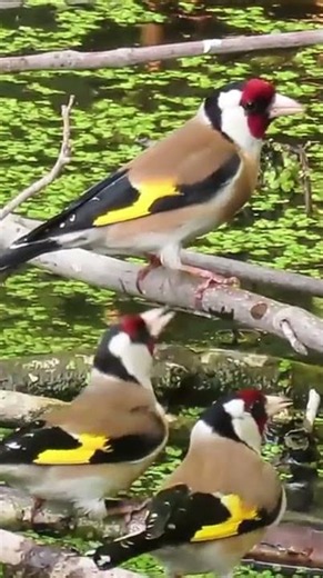 بتبتة حسون من البرية مختارة خصيصا لطائر الحسون الصامت #jilguero #goldfinch #chardonneret #birds