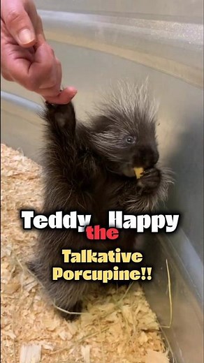 Talkative animals: Teddy the Happy porcupine 😁