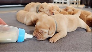 Liter Of 12 Labrador Puppies | 1 Week Old | Life With Labradors