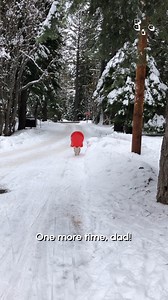 114K views · 1.6K reactions | Now that's a sled dog!  #Bulldog #DogSledding #Funny #Snow #Sledding #Christmas #Fun | Try Not to Laugh | Facebook