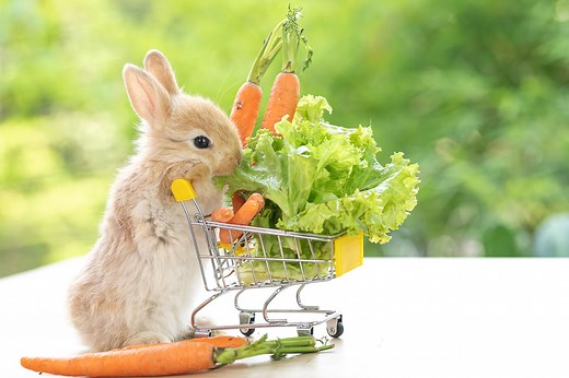 What Food Do Baby Bunnies Eat? (Ideal Diet & Care Guide) - Here Bunny