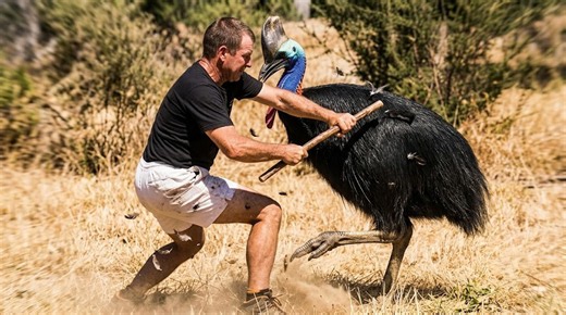 Watch Australia's most dangerous bird go into attack mode – even humans back off