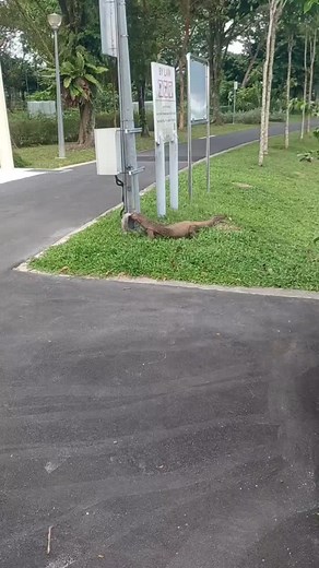 Monitor Lizard in Nature: Behavior and Habitat Insights