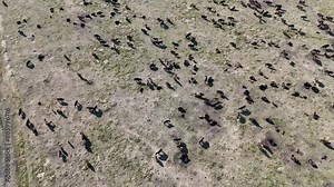 Circular drone view of the bison buffalo herd at Custer State Park, South Dakota