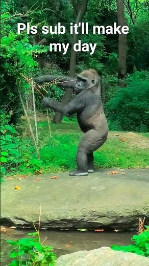 goofy gorillas at the Bronx zoo