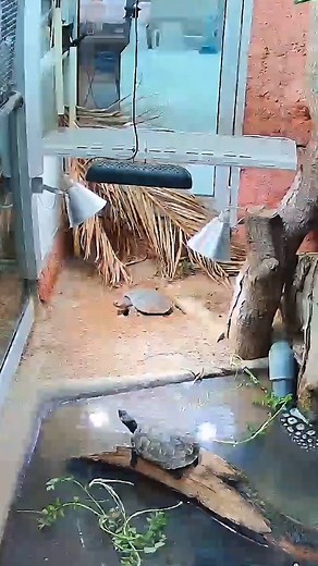 18K views · 372 reactions | 讀 Egg-citing footage of Jersey Zoo...