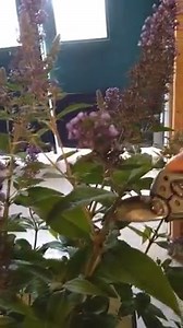 1.3K views · 14 reactions | Learn how to deadhead a butterfly bush. | Wilson's Garden Center | Facebook