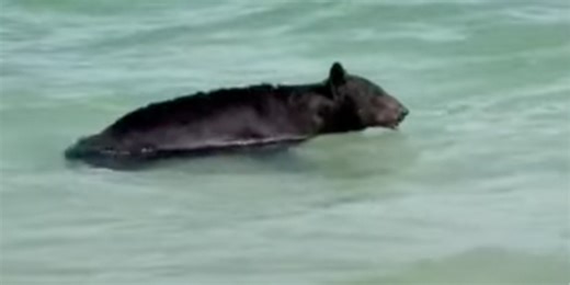 Watch: Florida bear takes a dip in the ocean, naps in beachfront condo