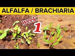 Week 1: How To Grow Alfalfa And Brachiaria Grass. The Best Feed For Livestock.
