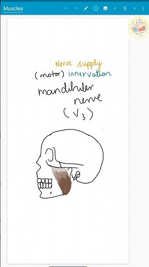 MASSETER - muscles of mastication - #5mindentistry
