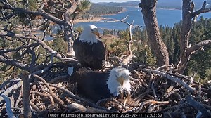 706K views · 26K reactions | Expert guardians at work… Yesterday,...