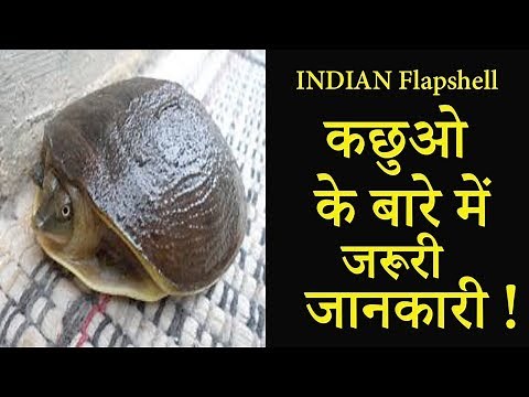 Indian Flapshell Turtle के बारे में जरूरी जानकारिया | देखभाल | उपचार || Dr Nagender Yadav