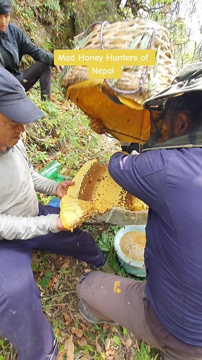 Mad Honey Hunters harvesting cliff honey from the mountains of Nepal. #joeroganmadhoney #madhoneyreview #madhoneynepal #madhoney #nepalmadhoney #honey #honeyhunters