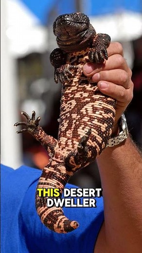 Gila Monster, The Venomous Lizard with a Painful Bite! #AnimalAttacks #fastestpredators